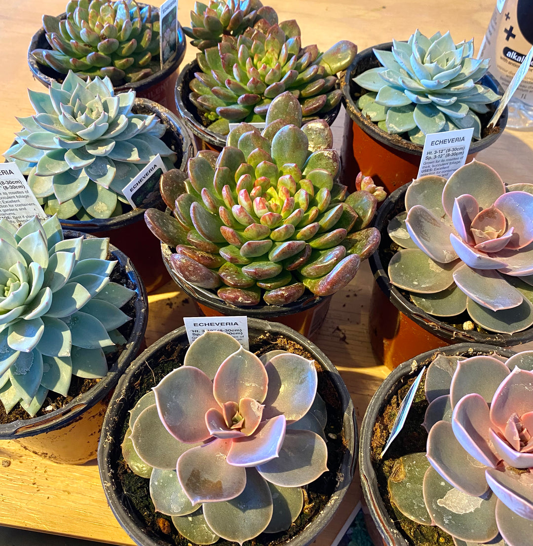 Echeveria – The Community General Store