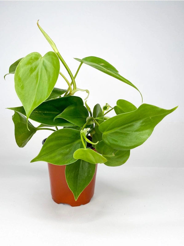 heartleaf philodendron 中文 Heartleaf Philodendron – The Community General Store