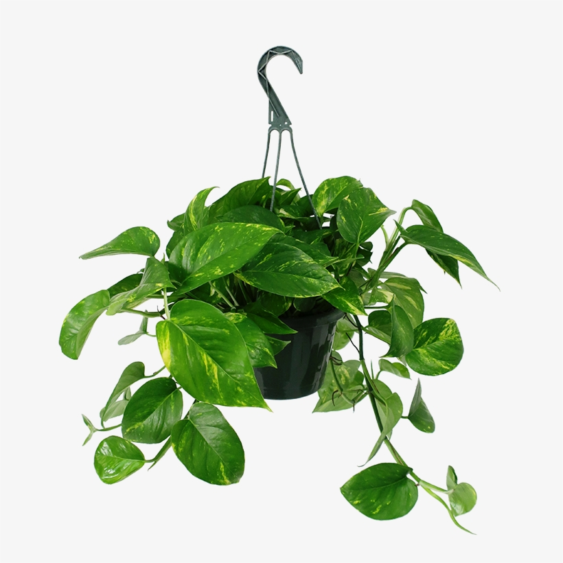 poths Golden Pothos – The Community General Store