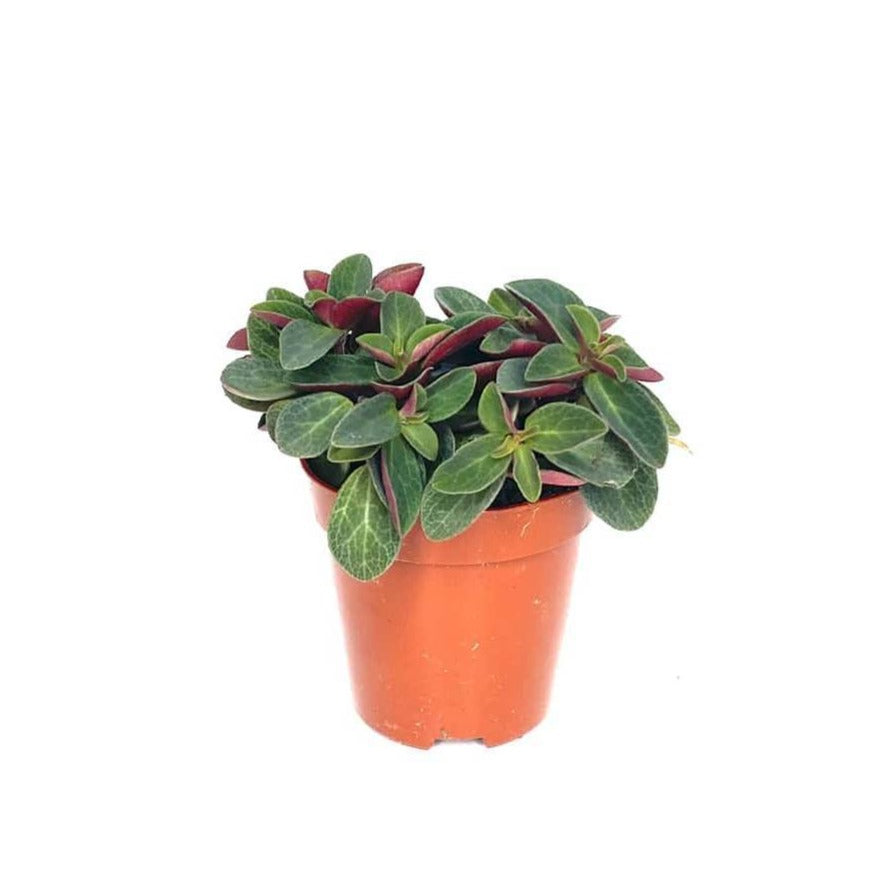 red log succulent 4 Inch Peperomia Red Log – The Community General Store