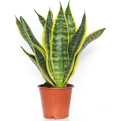 6 Inch Sansevieria Futura Superba Snake Plant