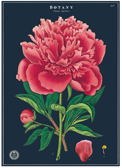 Cavallini Botany Study Vintage Poster