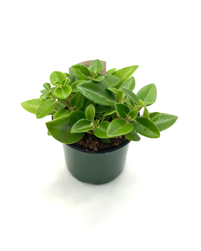 4 Inch Astrid Peperomia