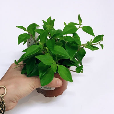 4 Inch Amigo Peperomia