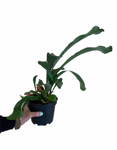 6 Inch Staghorn Fern