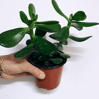 4 Inch Jade Plant (Crassula)