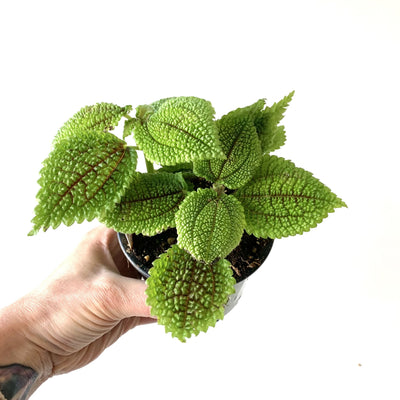 4 Inch Moon Valley Pilea