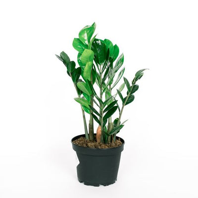 6 Inch Zamioculcas (ZZ) Plant